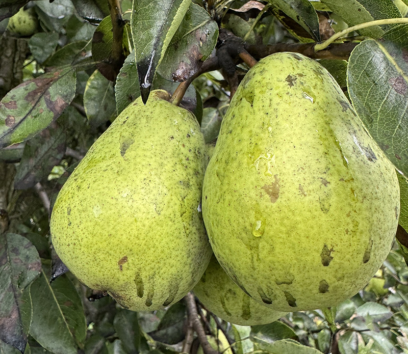 Two ripe pears with black stains. 